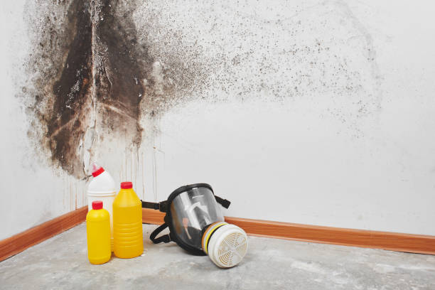 Best Residential Mold Remediation in Sussex, NJ