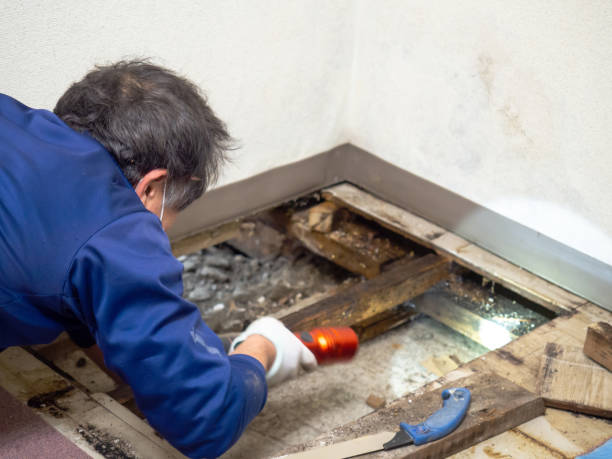 Best Insurance-Related Mold Remediation in Sussex, NJ