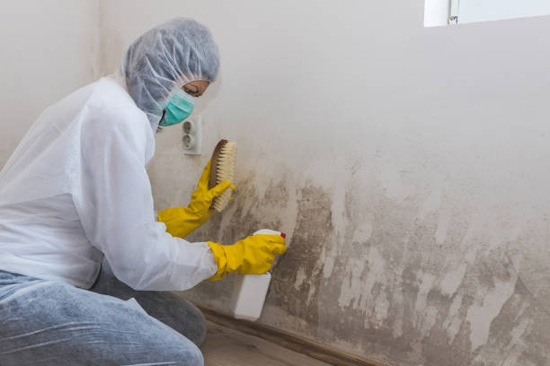 Best Industrial Mold Remediation in Sussex, NJ