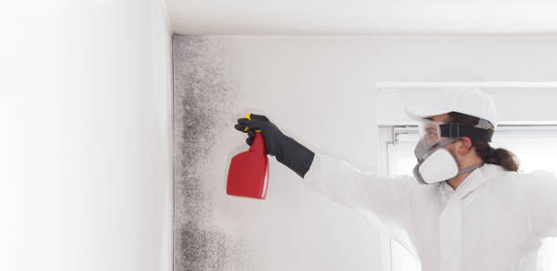 Best Localized Mold Remediation (e.g., coastal areas, humid climates) in Sussex, NJ