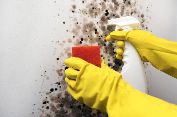 Best Bathroom Mold Remediation in Sussex, NJ