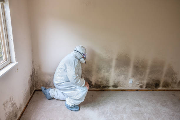 Professional Mold Remediation in Sussex, NJ