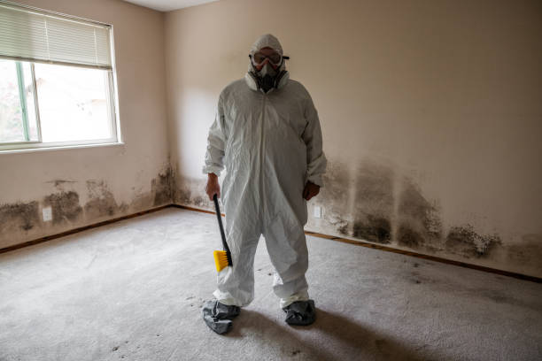 Best Residential Mold Remediation in Sussex, NJ
