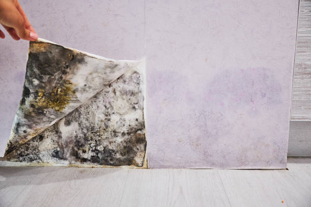 Best Health and Safety Mold Remediation in Sussex, NJ